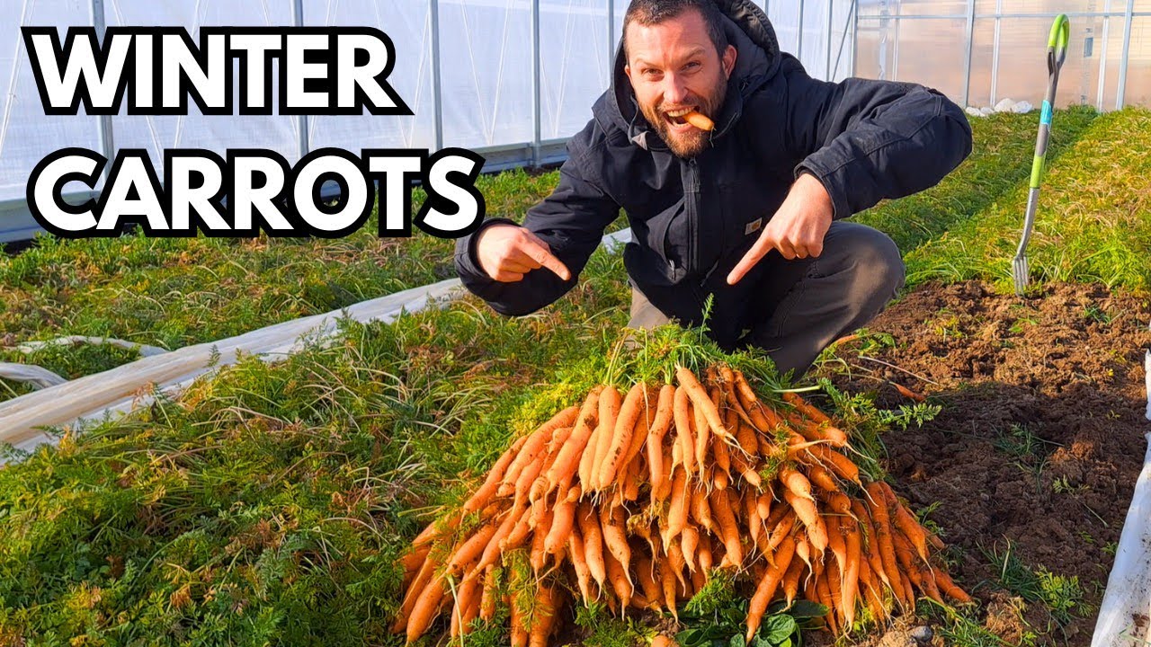 How to grow and sell carrots all year round
