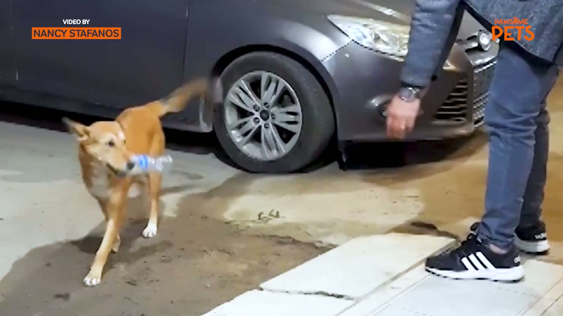 Playing fetch with a stray dog