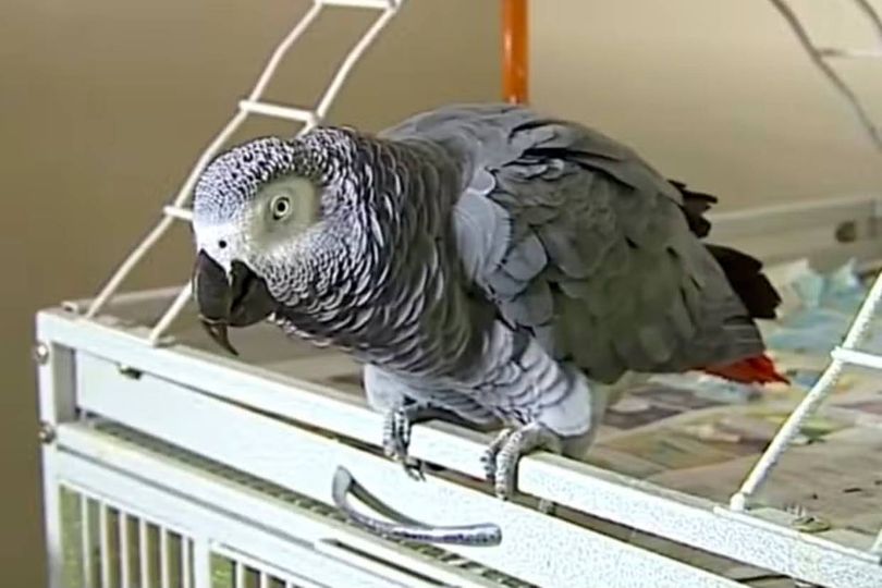 Woman convicted of murder after pet parrot became star witness
