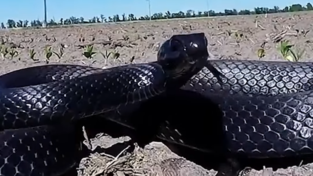 Tratar animal selvagem como pet pode custar sua vida