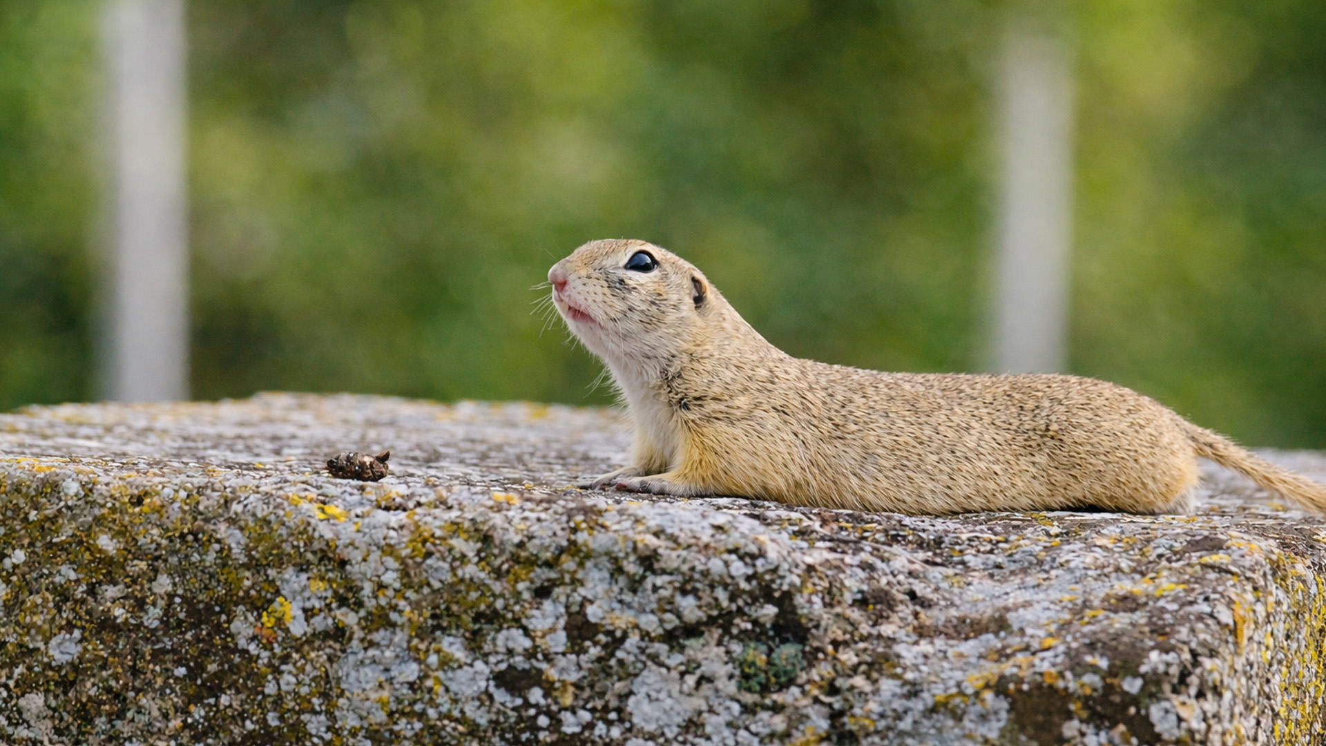 A closer look at ground squirrels and their habitat