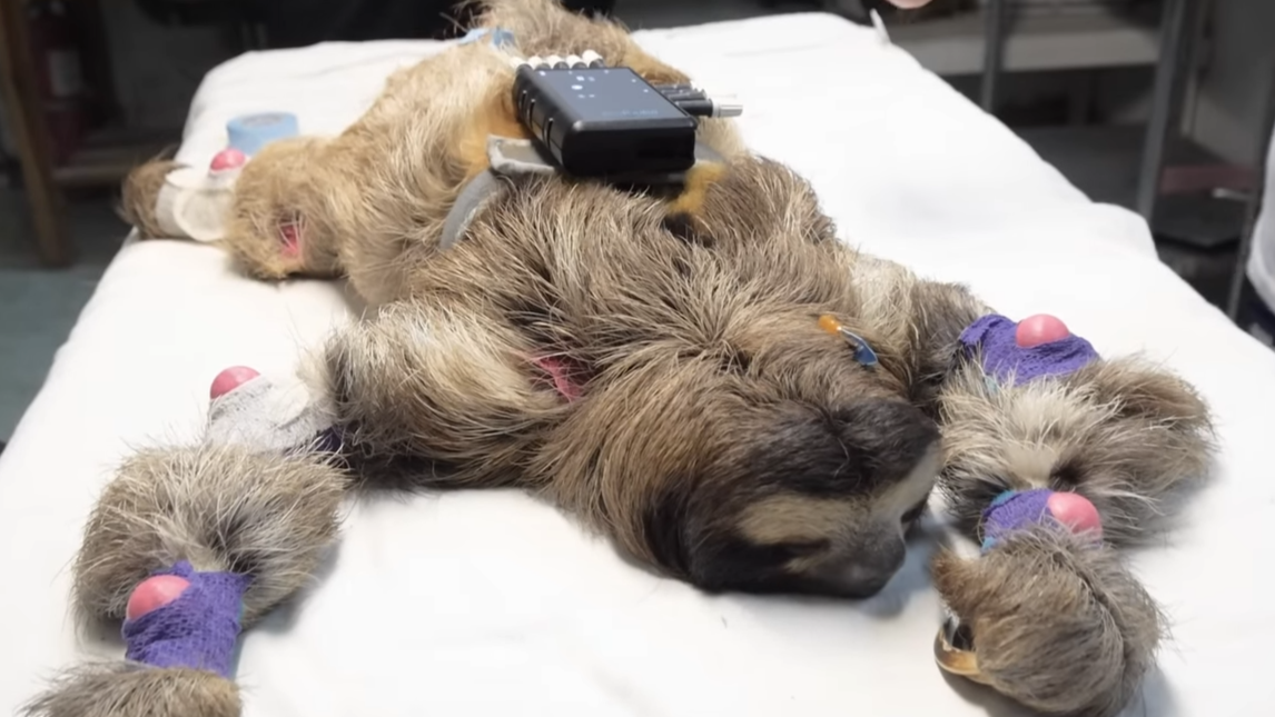 This animal is trying to live while we fail to understand it