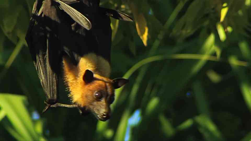 Comparing bat flight efficiency with birds of similar size