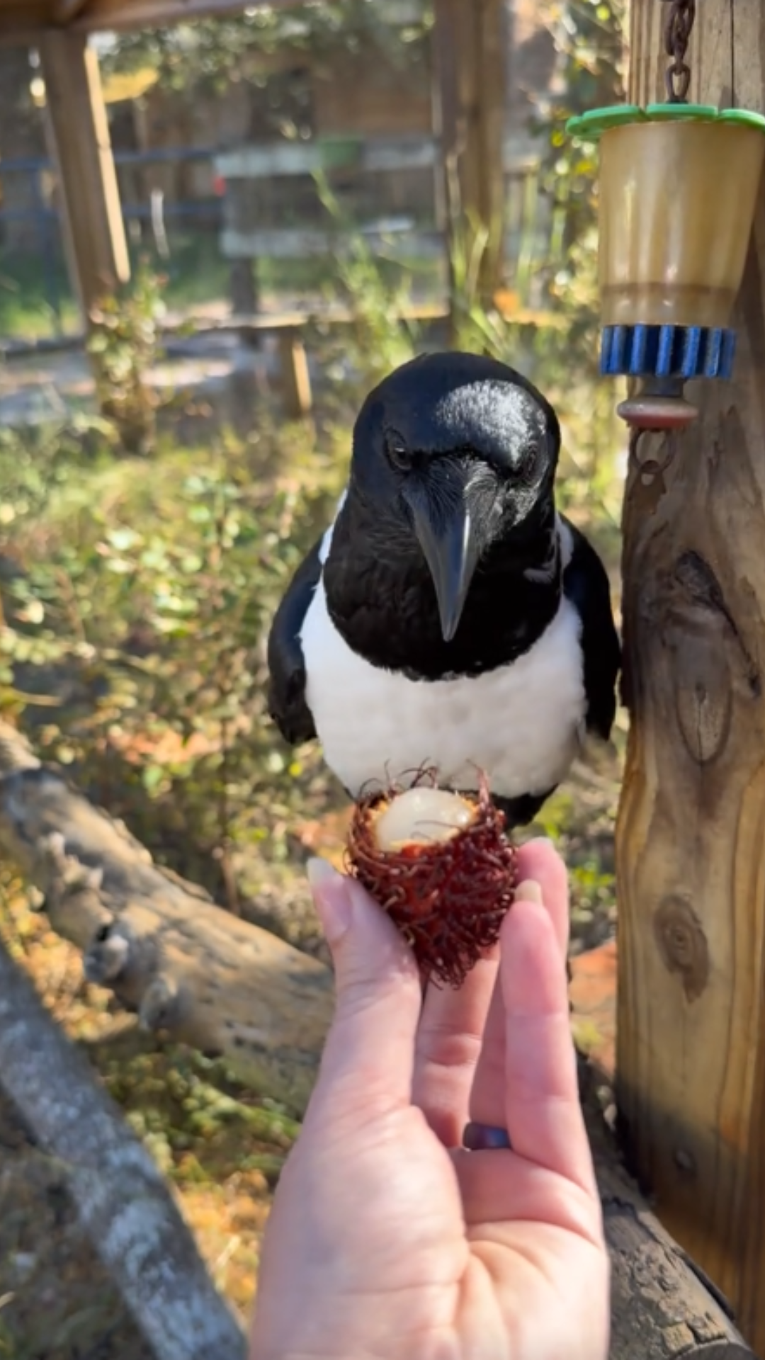 Why this crow’s snack time is so fascinating to watch