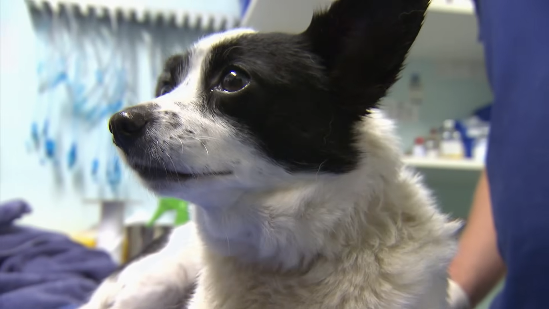 Dog’s body begins to shut down after tick bite – and every breath ...