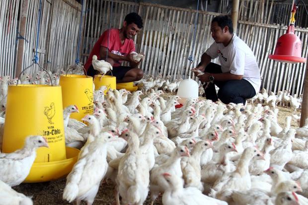 GOPAN waspadai ancaman impor 580 ribu saham ayah buyut dari AS