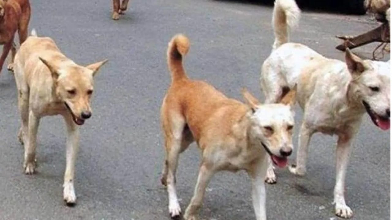 Healing patients by day, chasing dogs by order: Rajasthan doctors get ...