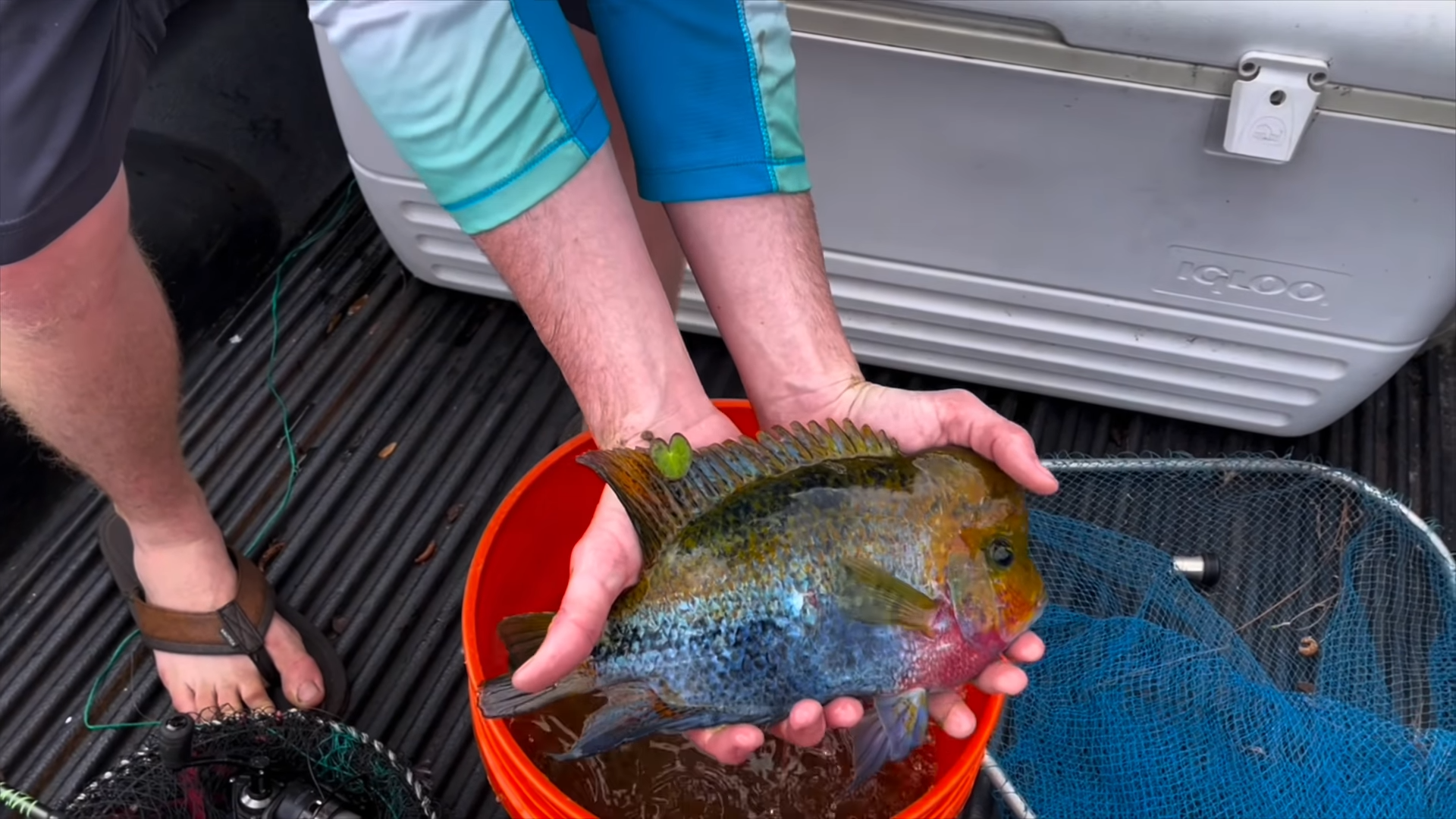 They lowered traps into a Walmart sewer and caught this