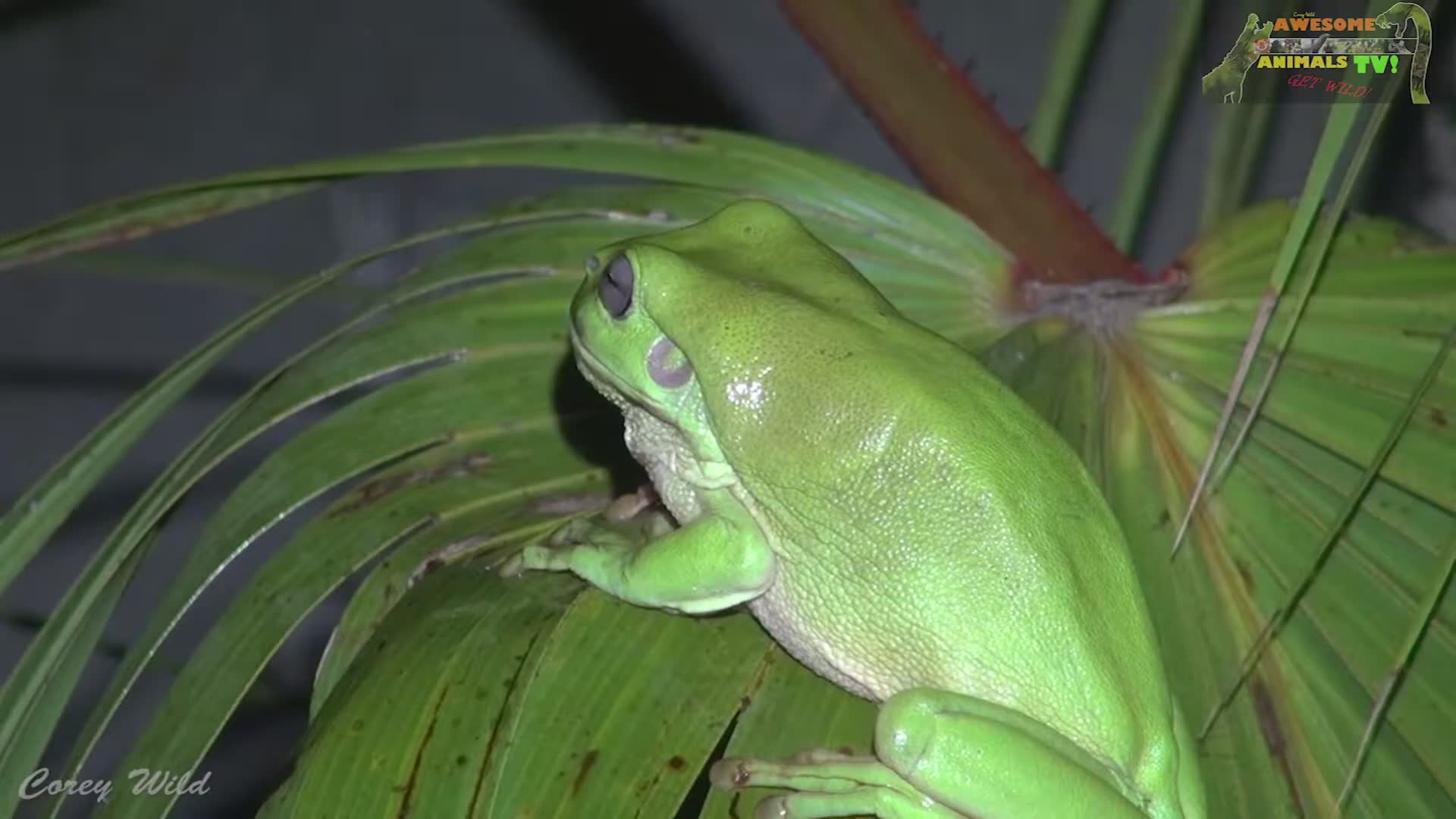 Watching massive frogs hunt huge crickets while avoiding venomous brown ...