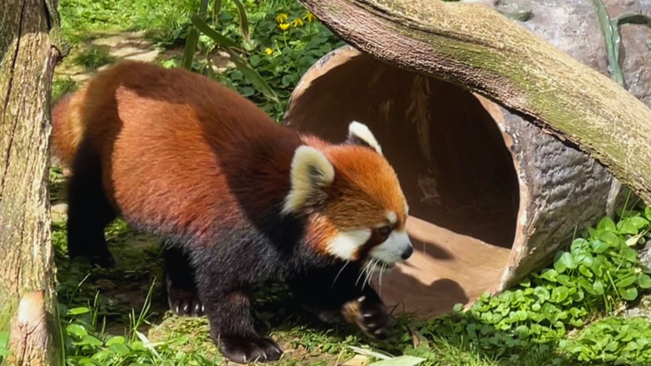 9 reasons to visit the Cincinnati Zoo any time of year