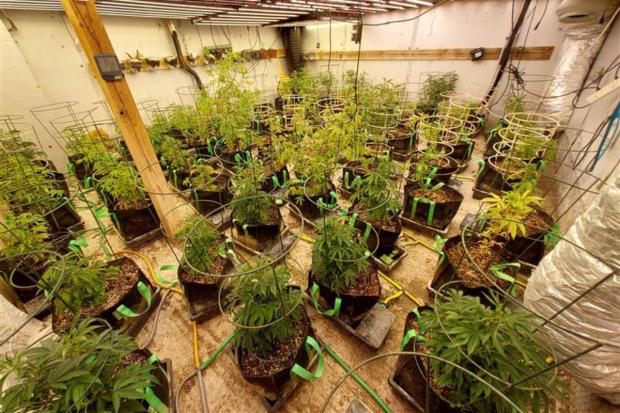 Cannabis farm raided with 402 plants and weapons seized in Essex