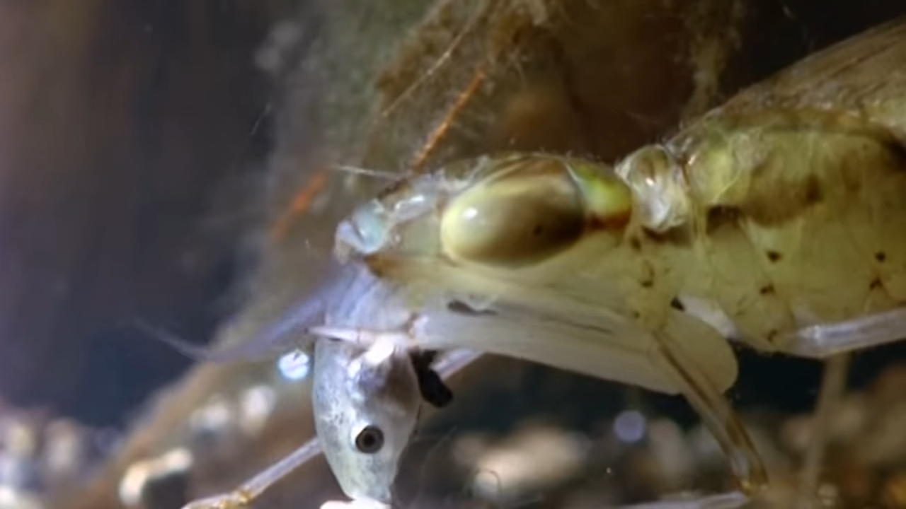 These insects have been killing for hundreds of millions of years