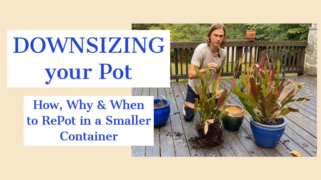 Downsizing your pot: How, when & why to repot into a smaller pot