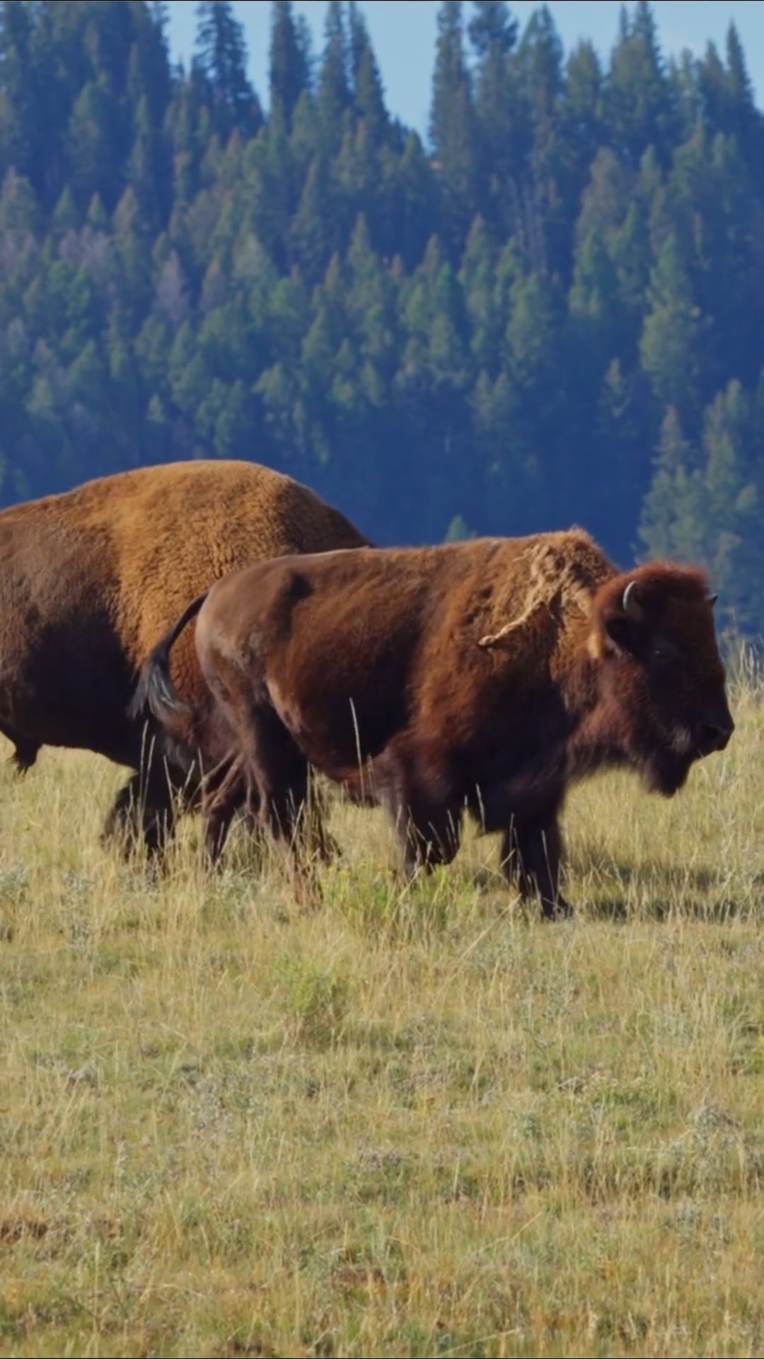 Drone flight over bison herds on the Great Plains