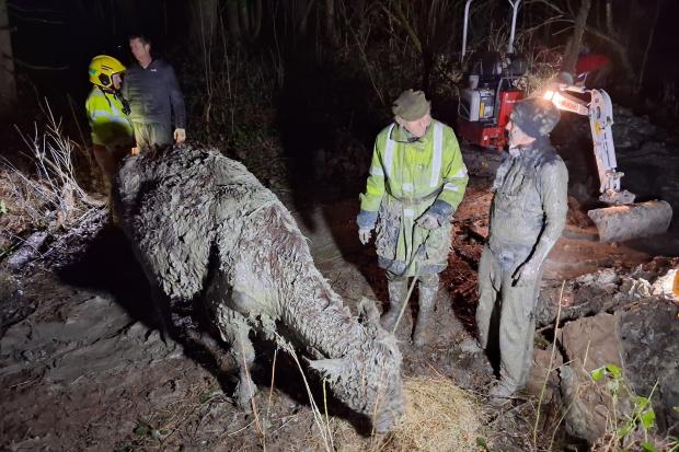 Cumbrian firefighters rescue cow trapped in mud