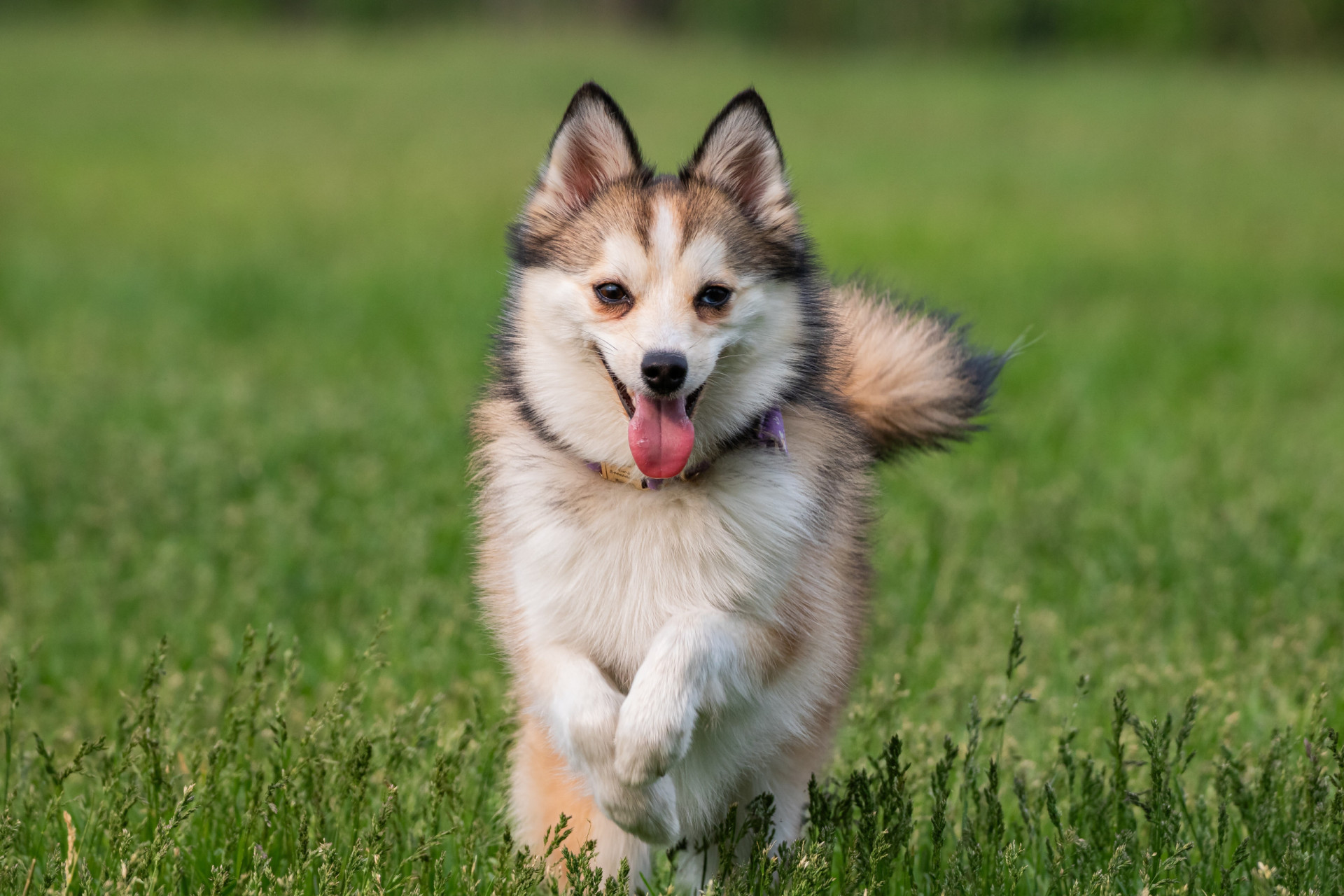 The most popular dog name in each state