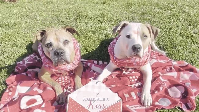 Lipstick-stained rescue pups prepared for Valentine's Day