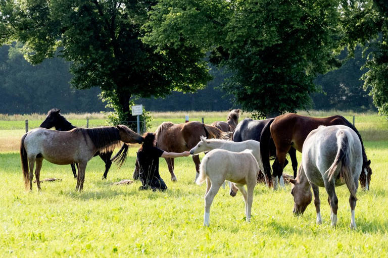Horse behavior influenced by smell of fear