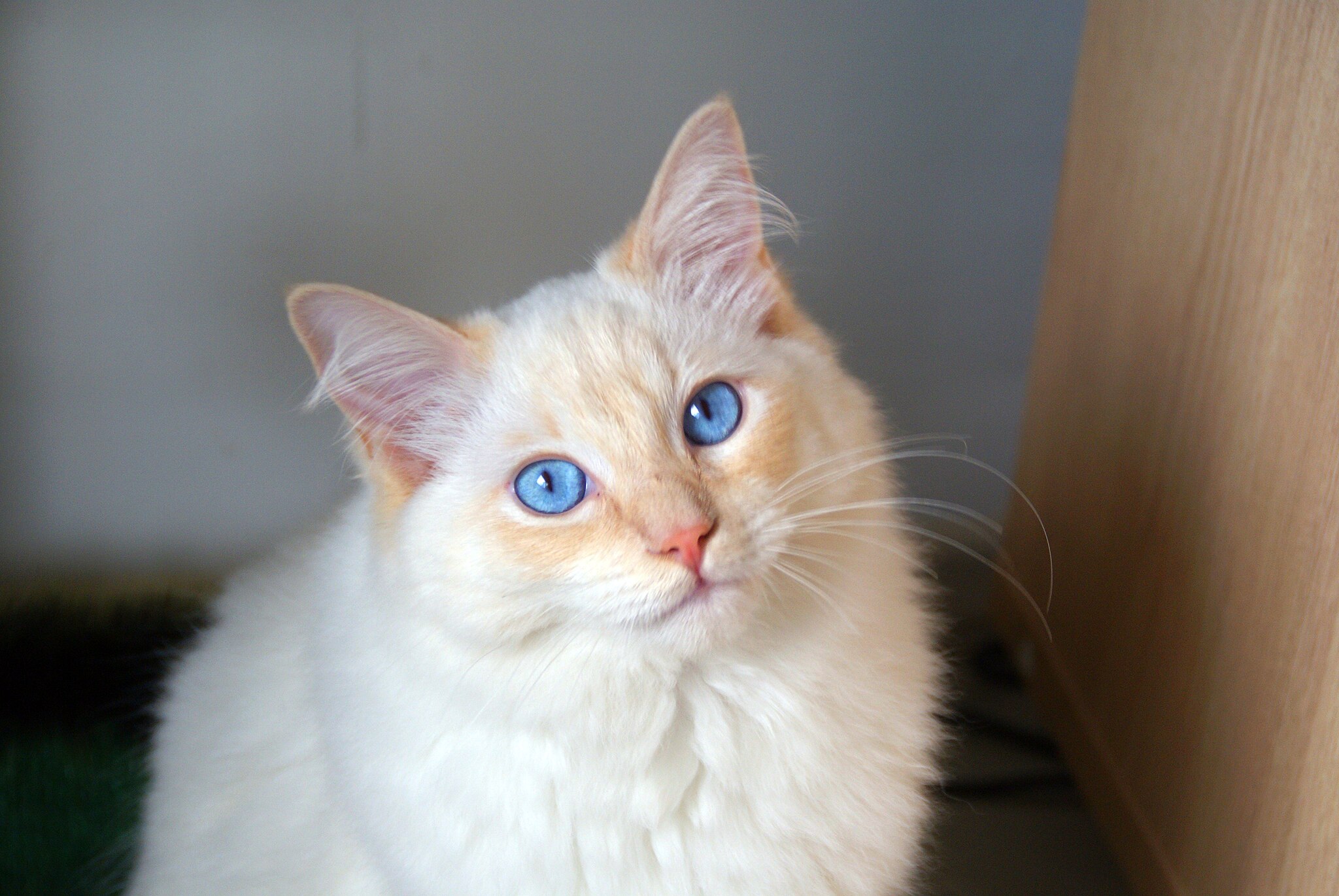 15 cat breeds that live the longest, according to experts