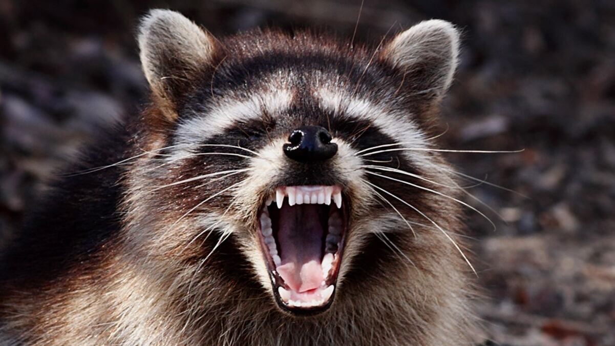 Rabid raccoon confirmed in Aiken County; 1 pet exposed