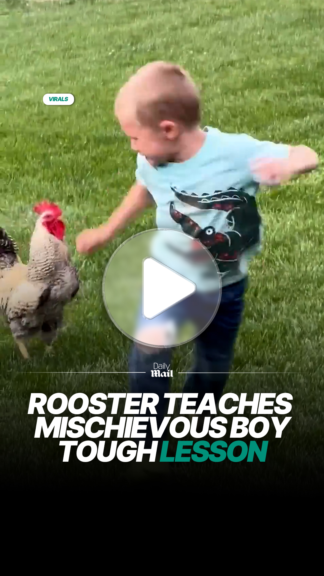 Cheeky boy gets a quick lesson from protective rooster