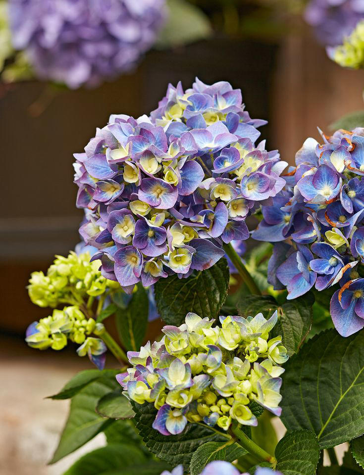 Hydrangeas not blooming? 7 reasons why and how to fix the problem