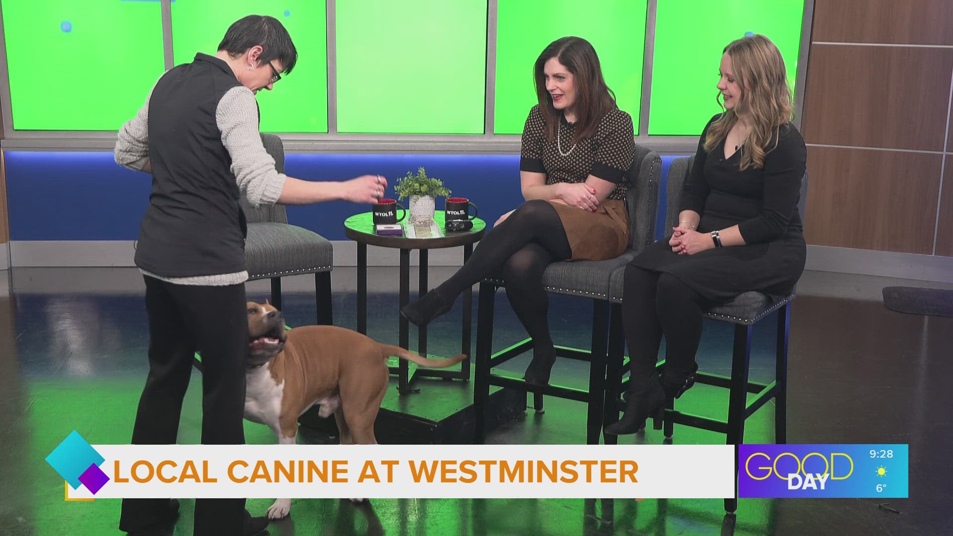 Local dog at Westminster! | Good Day on WTOL 11