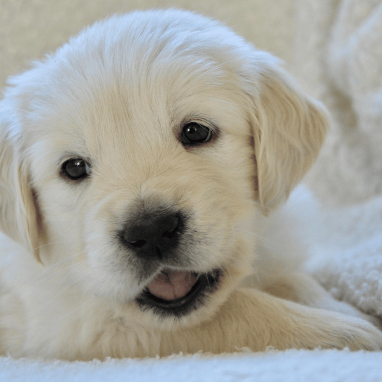 9 subtle signs of spiritual protection your dog might be detecting