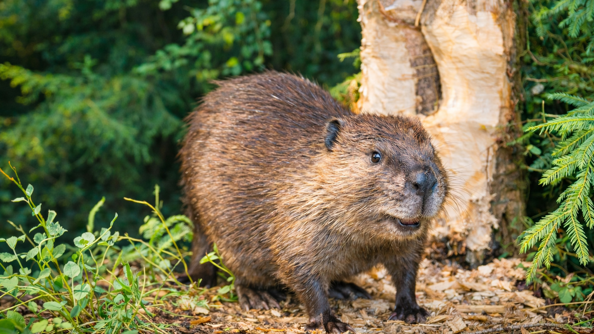Castor cortando un árbol captado por cámara