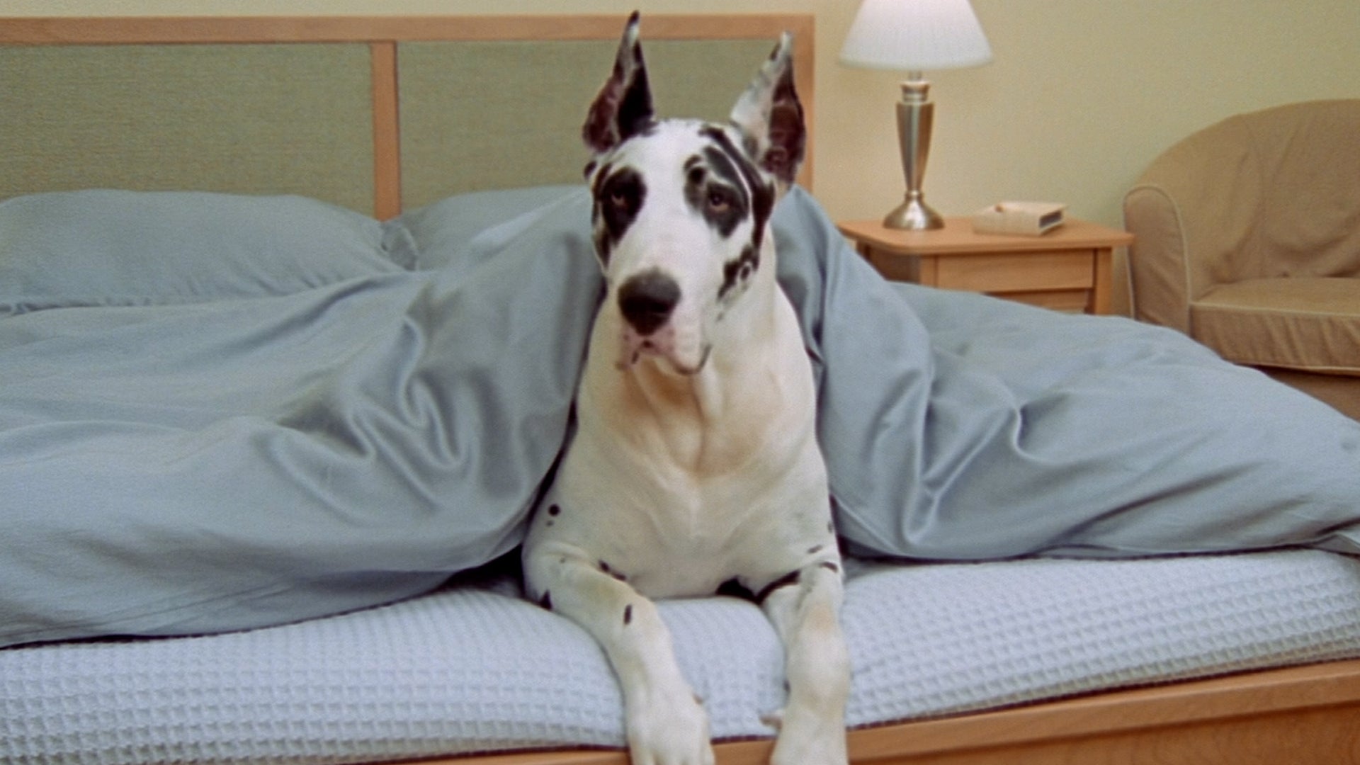 Top tips for booking a pet-friendly hotel stay