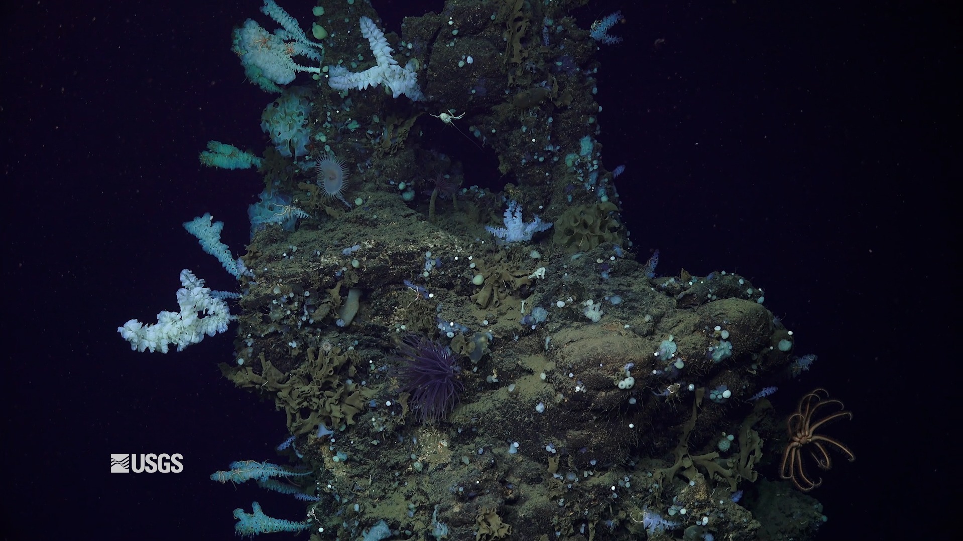 Life without sunlight: Global photosynthesis and chemosynthesis