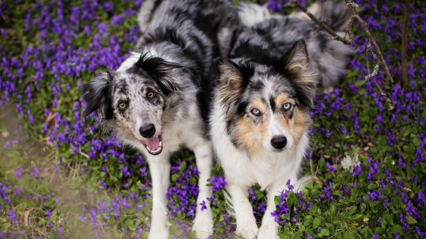 6 Hunderassen mit wunderschönen blauen Augen