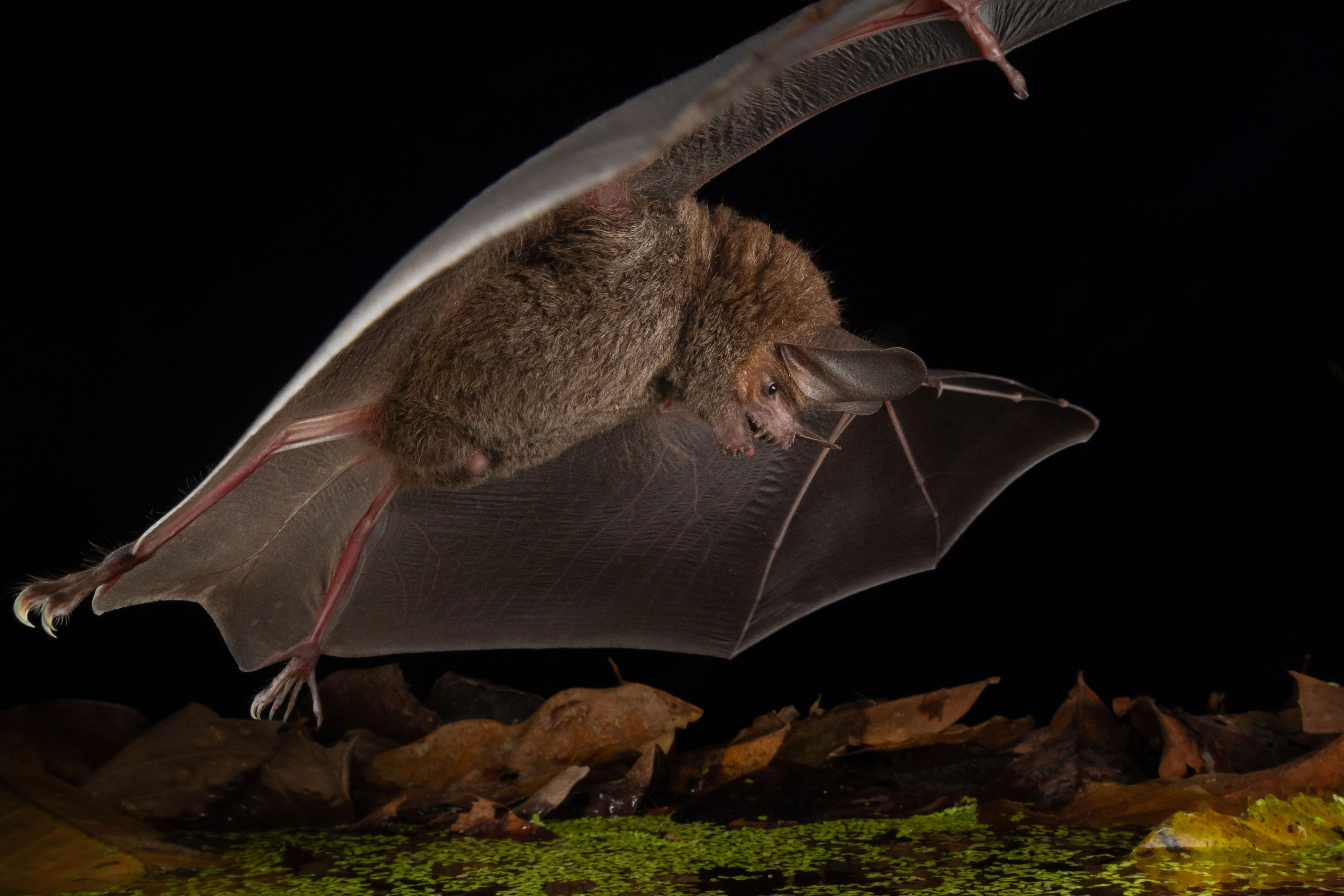 These lazy bats are super-efficient killers that carefully conserve ...