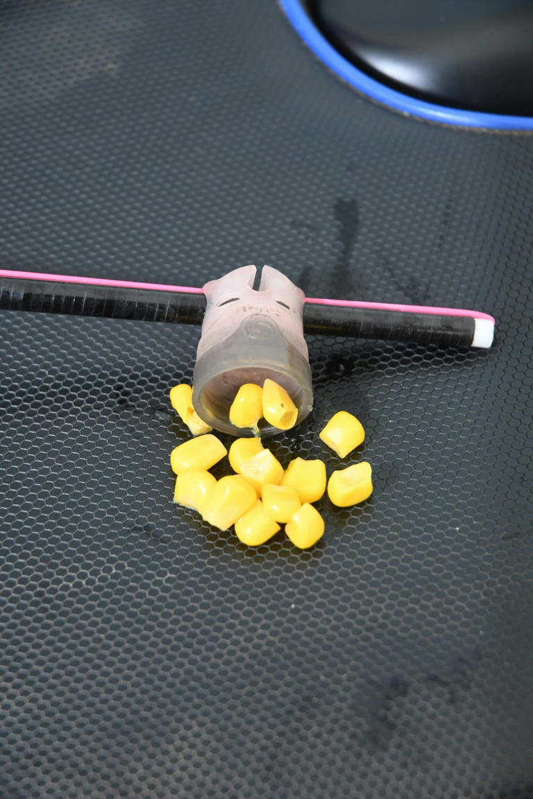 How to catch winter carp using sweetcorn