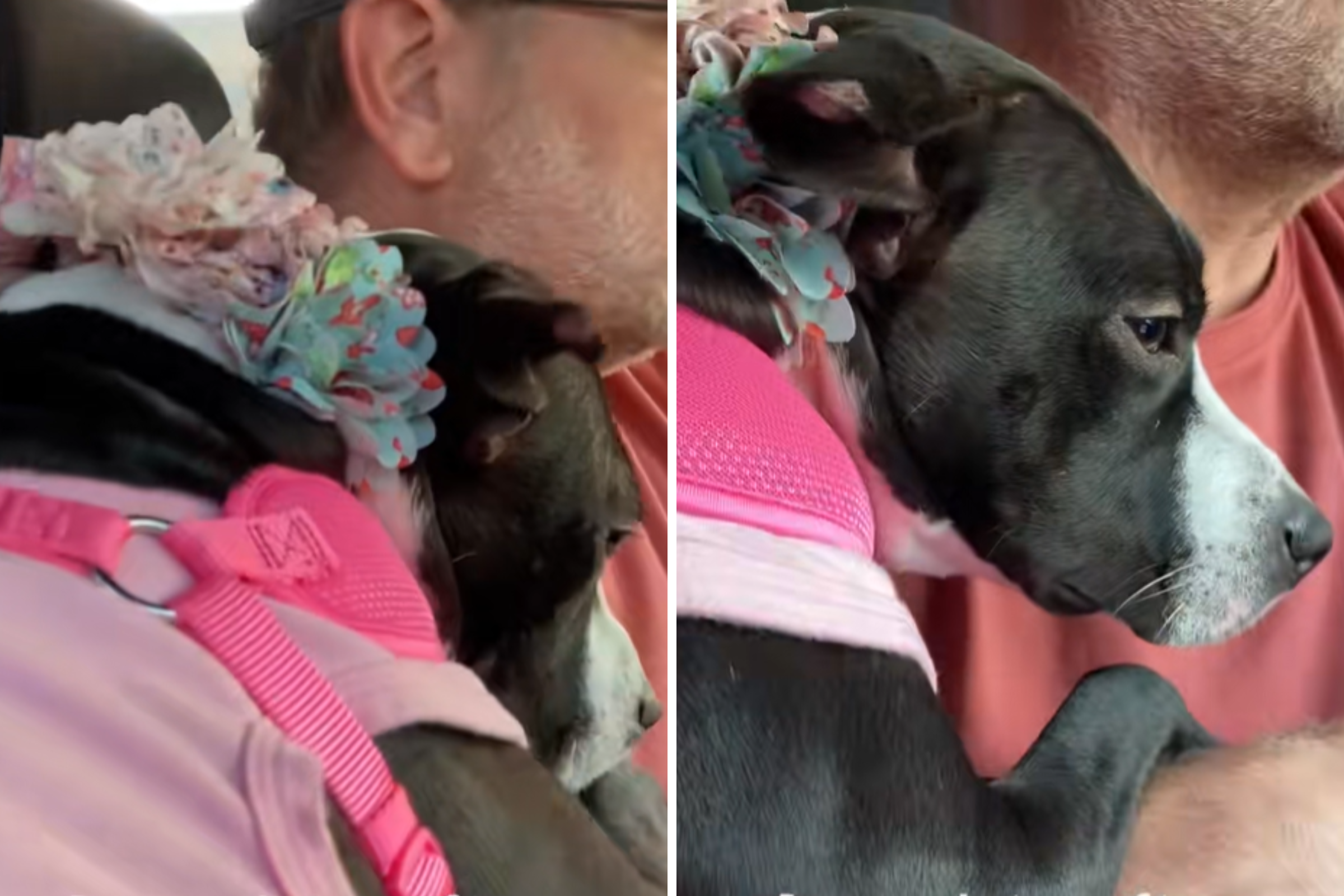 Why rescue dog 
