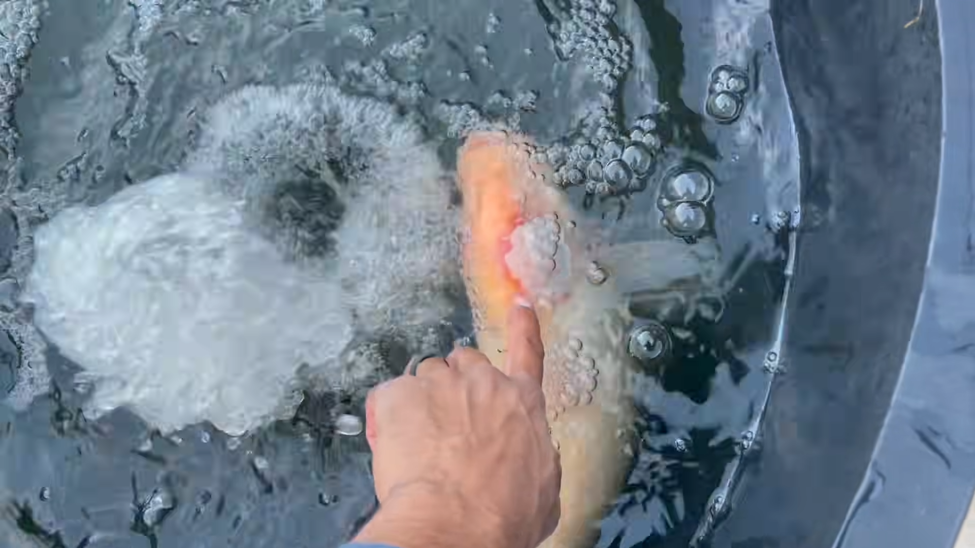 This giant fish burned itself trying to survive the cold