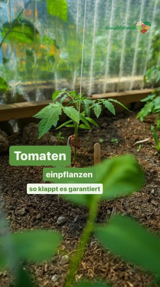 Tomaten richtig ins Beet setzen