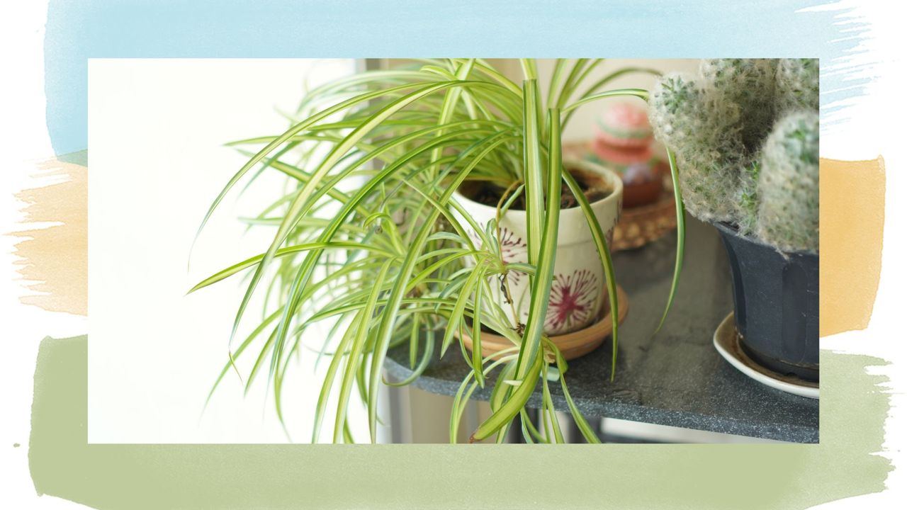 This is why your spider plant is turning yellow – fix it now<br>