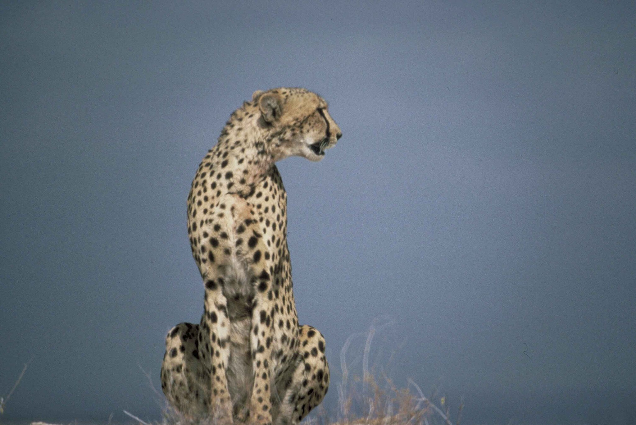 13 animals that attack first and ask questions later