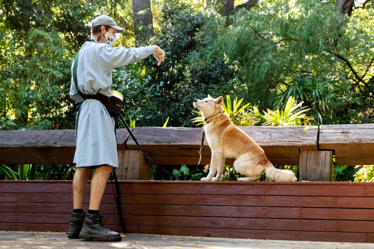 A zookeeper interacts with Daku the Dingo at Perth Zoo (Getty)