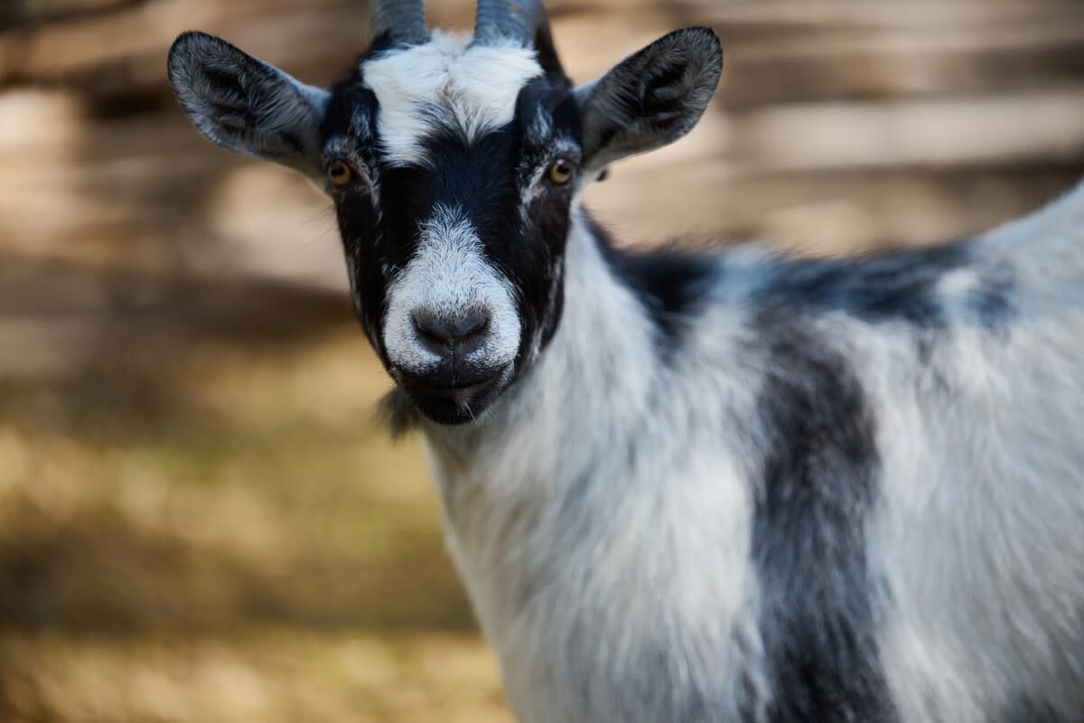 Oreo the goat 'stands up' to a farm dog in an adorable showdown!