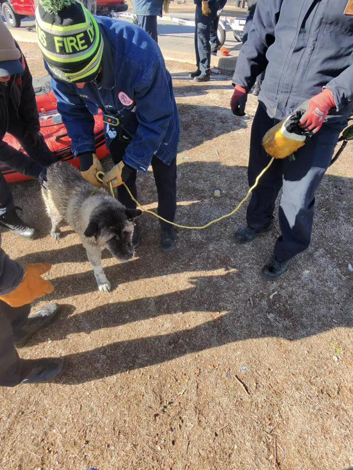Justo a tiempo: bomberos rescatan a un perro atrapado en lago congelado