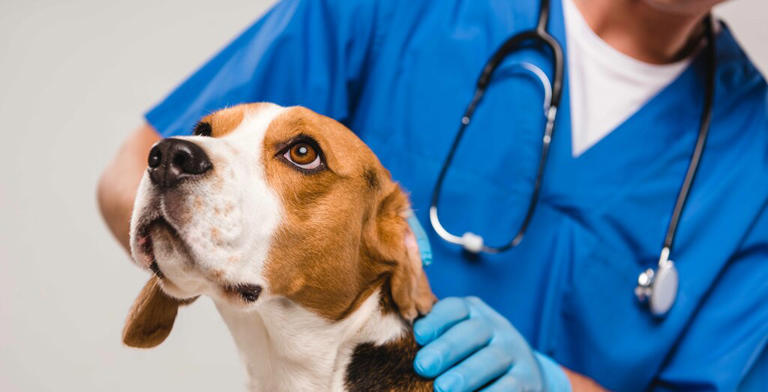 Guida al microchip per cani: costi, funzionalità e a cosa serve
