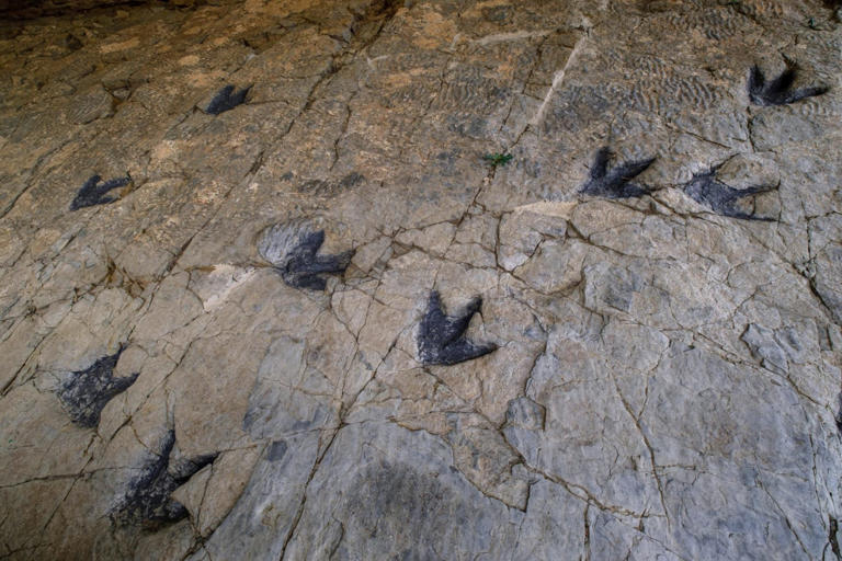 AI helps scientists read dinosaur footprints, offering new clues to ...