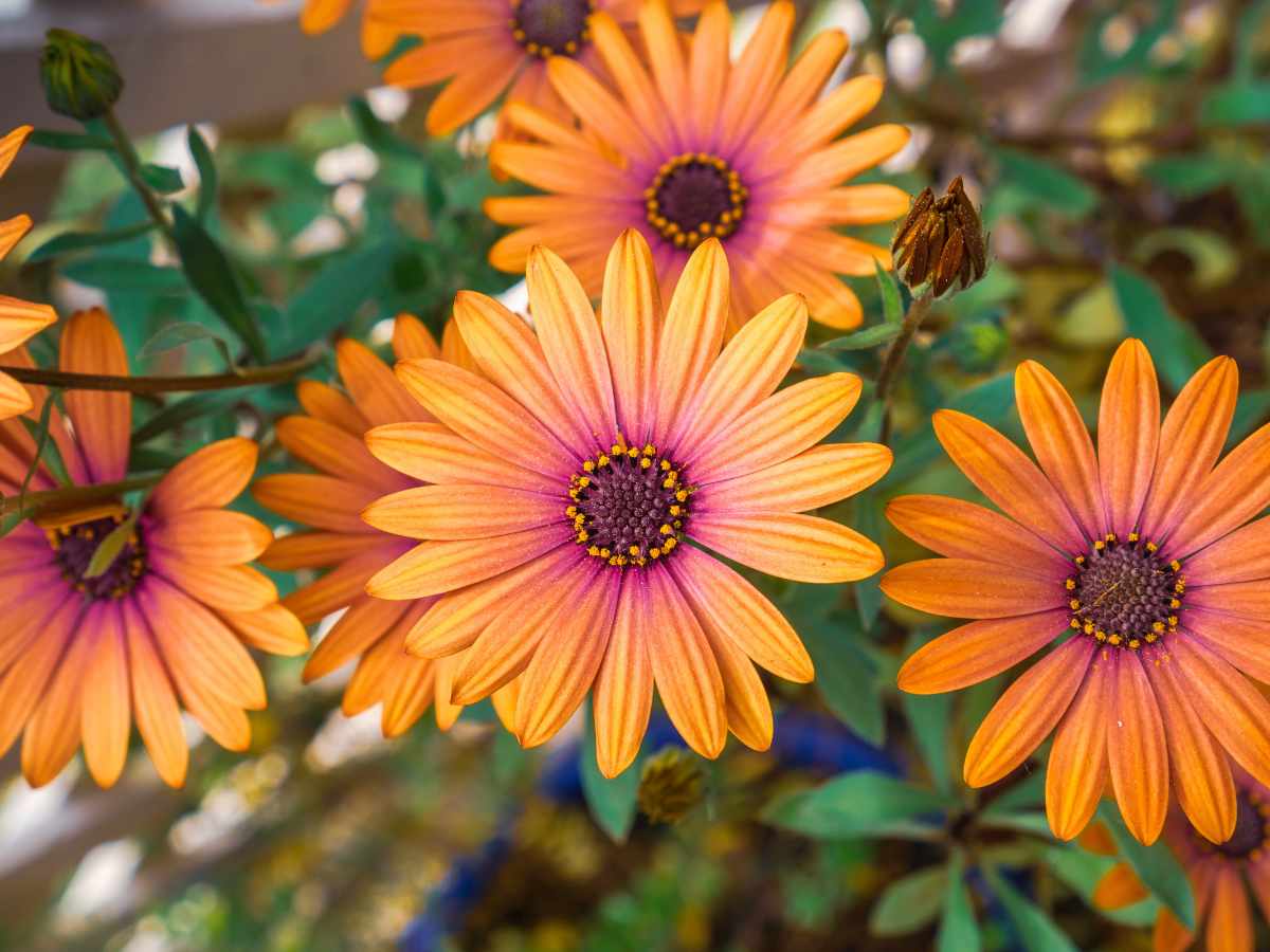 30 spring flowers that are easiest to grow—and which last the longest