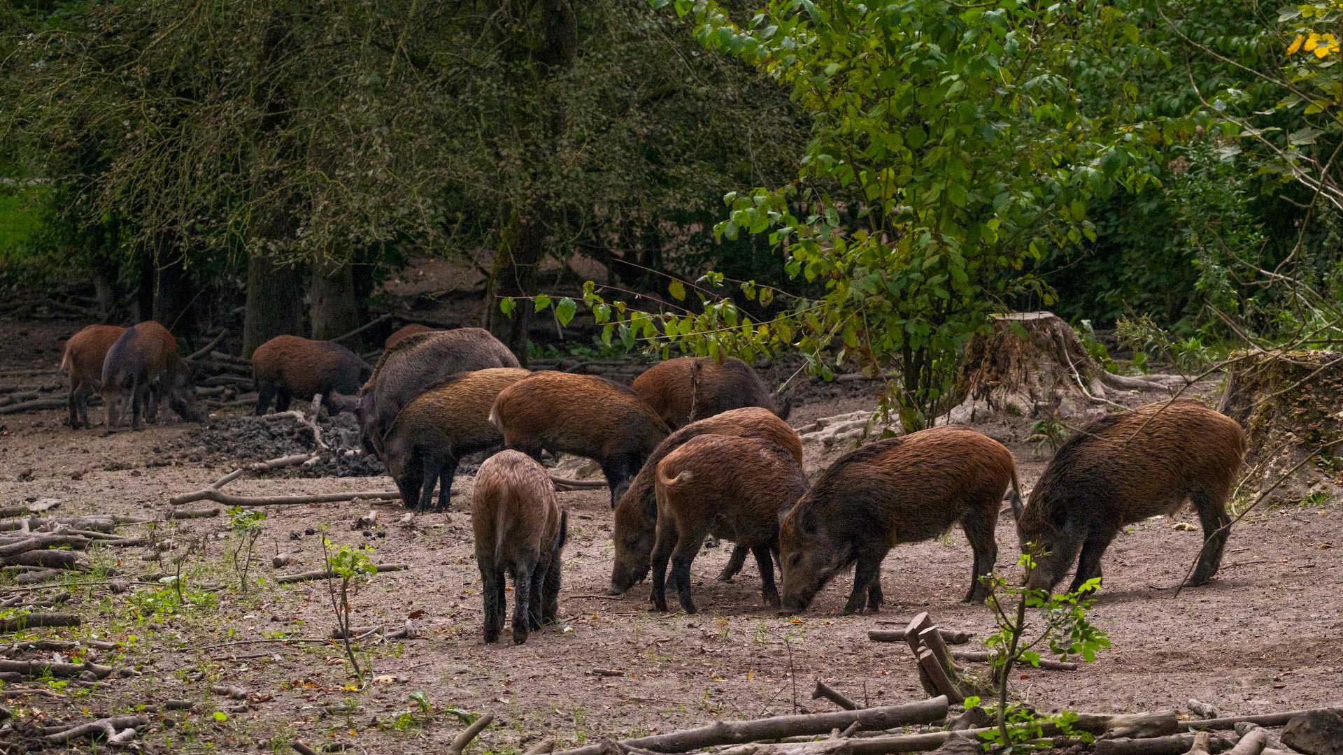 15 states where wild hog control is becoming a year-round job