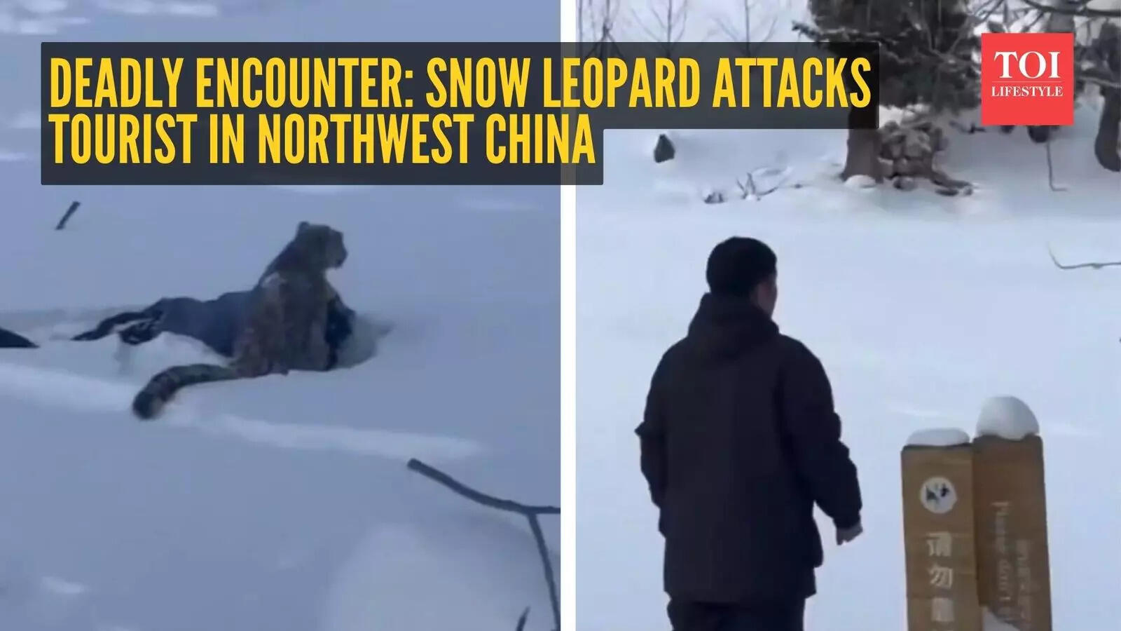 Deadly encounter: Snow leopard attacks tourist in northwest China ...