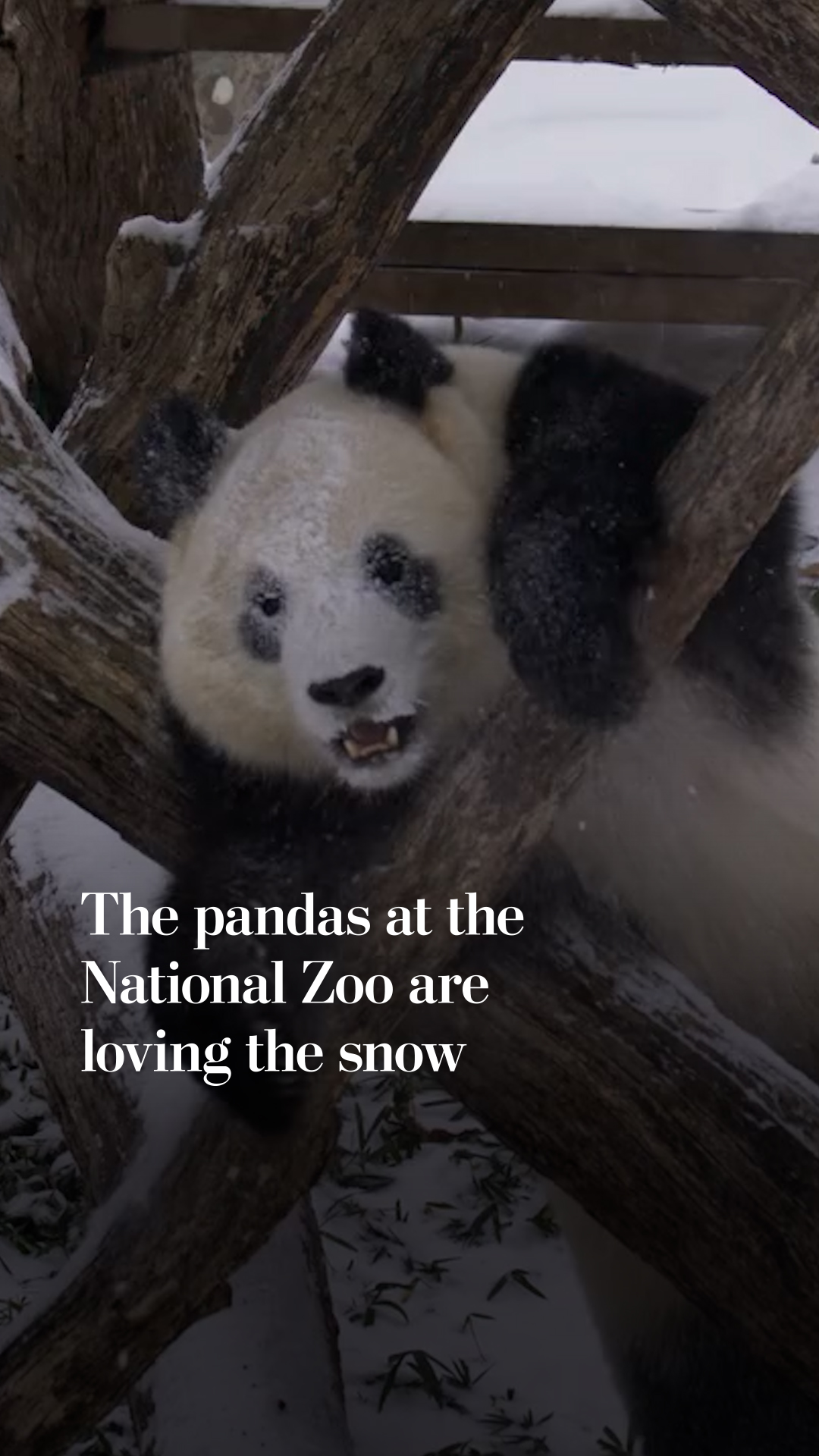 The pandas at the National Zoo are loving the snow