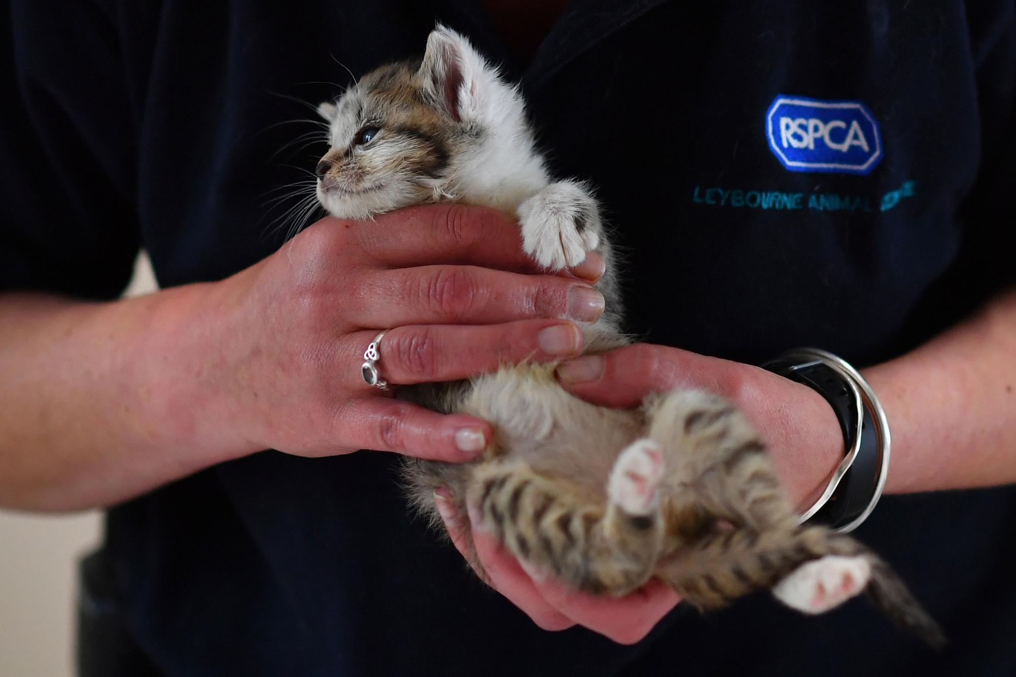 RSPCA looking for animal rescue officers to make ‘real difference’ in ...