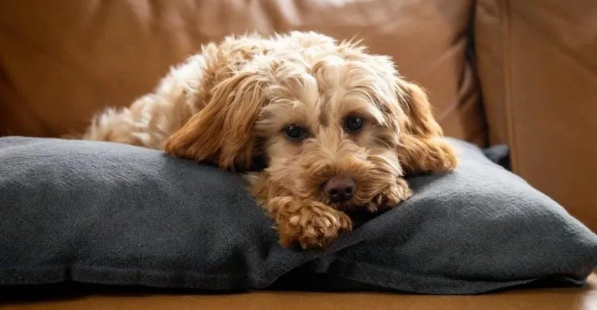 The crate debate is back 11 red flags your dog isn't settling, they